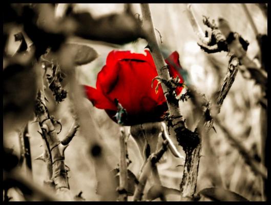 A Red Rose