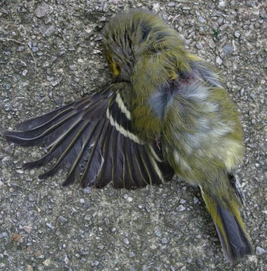 beneath the dead leaves