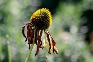 glory became a story