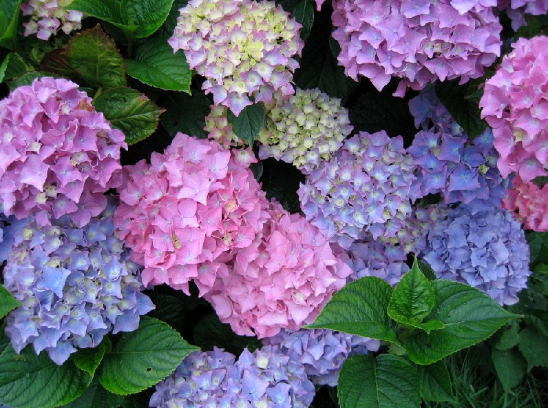 A Message In The Fragrance...